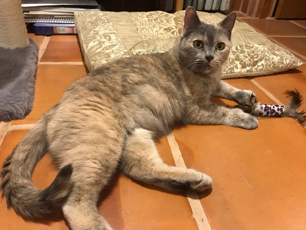 Adopt a friend: Muffin